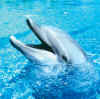 delfin.jpg (100653 byte)