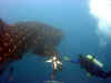 whale shark with Will O'Neal