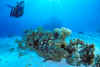 Grouper i Rdehavet