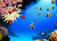 Det tropiske koralrevs biologi