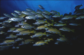 Store fiske stimer er ikke et sr syn p Palau