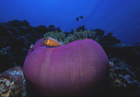 Klovn fisk og anemoner finder du selvflgelig ogs p Palau