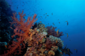 Flotte koraller og masse af spndende fisk
