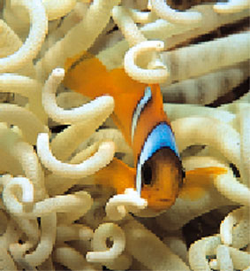 Klovnfisk p vagt i sin anemone